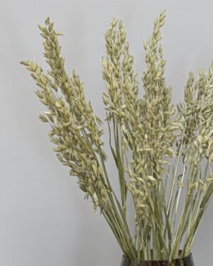 Havre Avena - Torkade Blommor - Bild 6