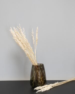 Havre Avena - Torkade Blommor - Bild 9