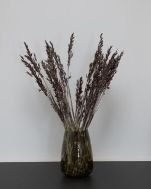 Havre Avena - Torkade Blommor - Bild 3