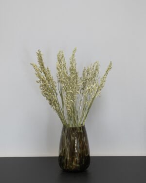 Havre Avena - Torkade Blommor - Bild 4