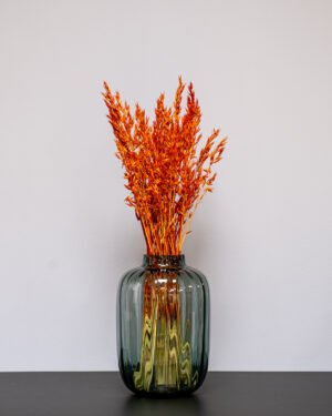 Havre Avena - Torkade Blommor - Bild 13