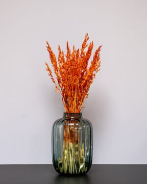 Havre Avena - Torkade Blommor - Bild 12
