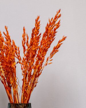 Havre Avena - Torkade Blommor - Bild 10