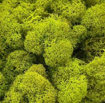 Introduktion till konserverade blommor och växter MOI0110 1 lichen
