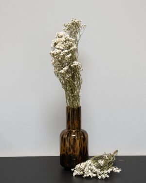 Ixodia - Torkade Blommor - Bild 4