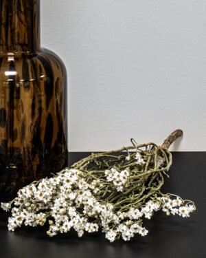 Ixodia - Torkade Blommor - Bild 3