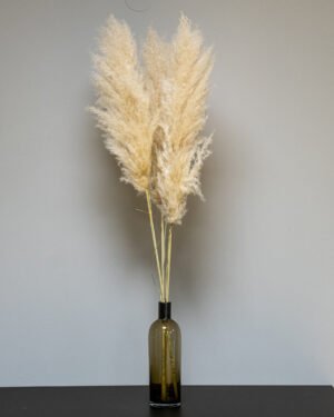 Fluffigt Pampasgräs Super – Imponerande Evighetsgräs (110–120 cm) - Bild 3