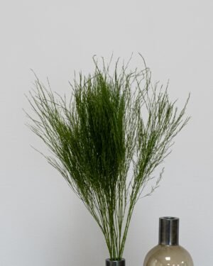 Alternative view of Tiki Fern - Konserverade Växter