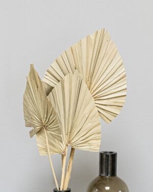 Palm 3 st.- Torkade Blommor - Bild 9