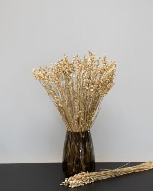 Briza - Torkade Blommor - Bild 3