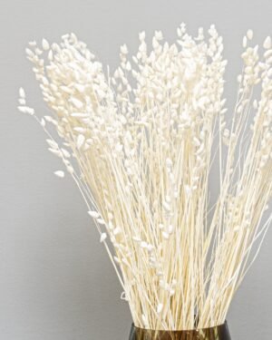 Briza - Torkade Blommor - Bild 5