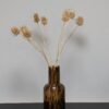 Cardoon Thistle - Torkade Blommor