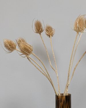 Cardoon Thistle - Torkade Blommor - Bild 3