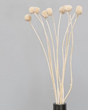Craspedia/Solboll 10 st.- Torkade Blommor - Bild 8
