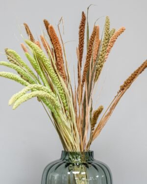 Durrasläktet, Sorghum  Torkade Blommor - Bild 4