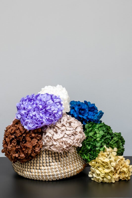 Introduktion till konserverade blommor och växter Hortensia 20