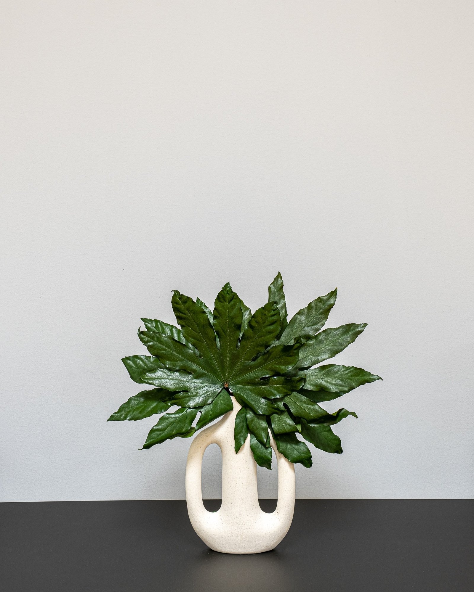 Konserverade Aralia 1 Aralia