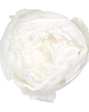 Peony - Konserverade blommor - Bild 7