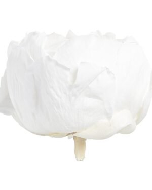 Peony - Konserverade blommor - Bild 5