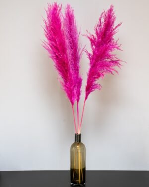 Fluffigt Pampasgräs Super – Imponerande Evighetsgräs (110–120 cm) - Bild 8
