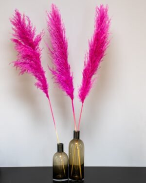 Fluffigt Pampasgräs Super – Imponerande Evighetsgräs (110–120 cm) - Bild 6