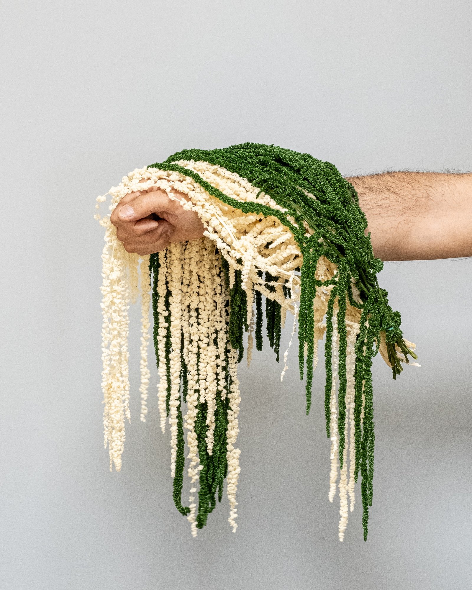 Amaranthus - Konserverade Växter 1 konserverade Amaranthus-11