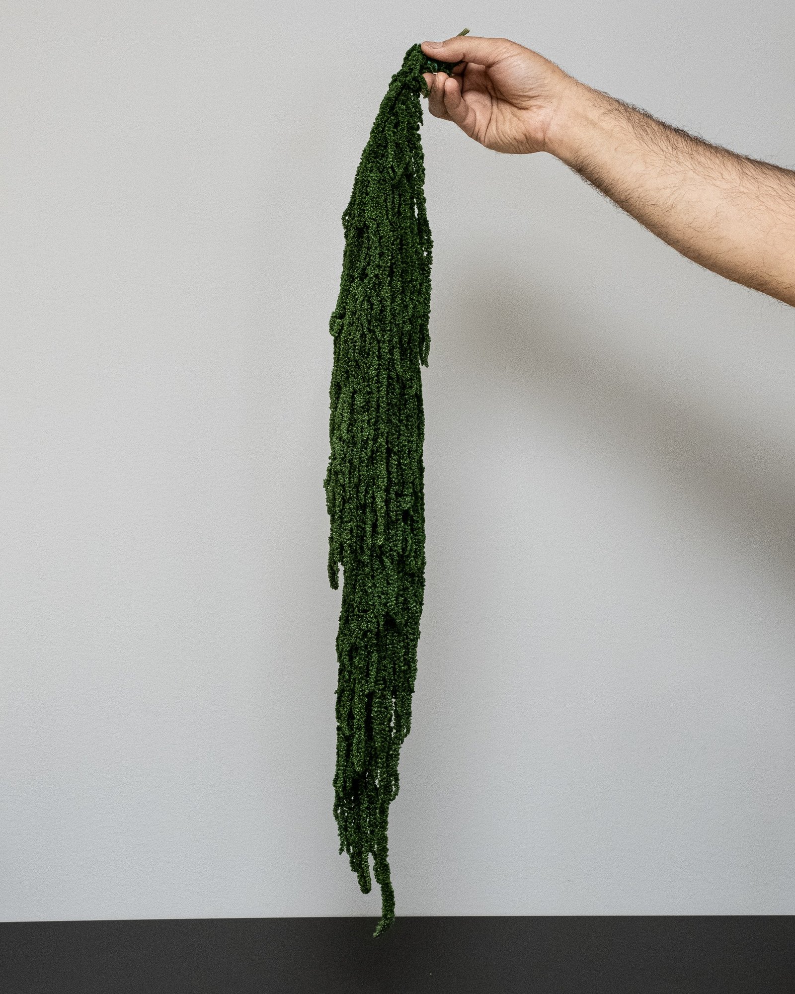 Amaranthus - Konserverade Växter 2 Amaranthus