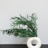 Eucalyptus Nicoli