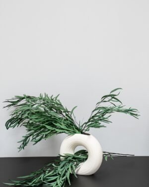 Eucalyptus Nicoli - Konserverade Växter - Bild 6