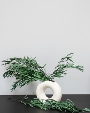 Eucalyptus Nicoli - Konserverade Växter - Bild 5