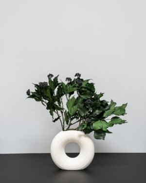 Murreva Ivy - Konserverade Växter - Bild 5