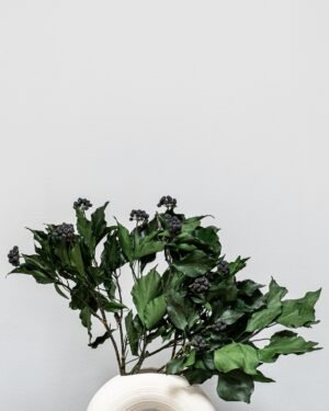 Murreva Ivy - Konserverade Växter - Bild 3
