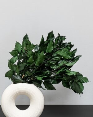 Murreva Ivy - Konserverade Växter - Bild 2