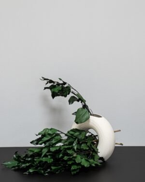 Murreva Ivy - Konserverade Växter - Bild 8