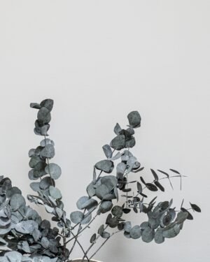 Eucalyptus Cinerea – Konserverade Växter - Bild 8