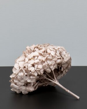 Premium Hortensia - Konserverade Blommor 19 Premium Hortensia