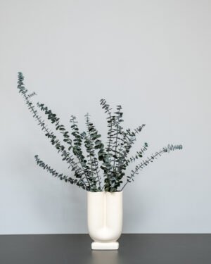 Eucalyptus Baby Blue 12 Eucalyptus Baby Blue - Bild 5