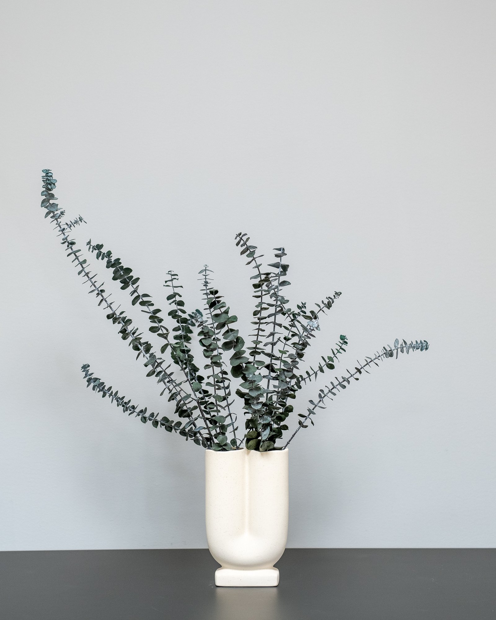 Eucalyptus Baby Blue 5 Eucalyptus Baby Blue - Bild 5