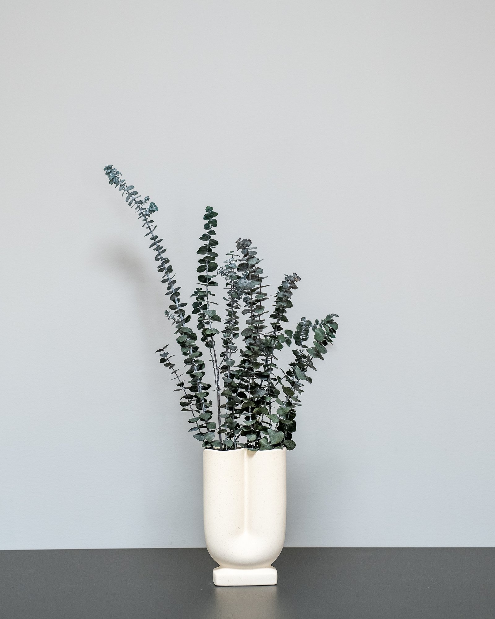 Eucalyptus Baby Blue 1 Eucalyptus baby blue