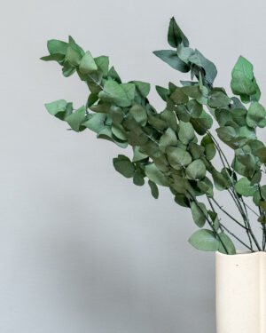 Eucalyptus Stuartiana - Konserverade Växter - Bild 6