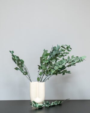 Eucalyptus Stuartiana - Konserverade Växter - Bild 8