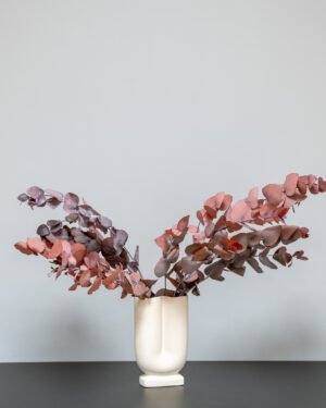 Eucalyptus Cinerea – Konserverade Växter - Bild 5