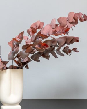 Eucalyptus Cinerea – Konserverade Växter - Bild 2