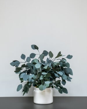 Krukväxter Eucalyptus Populus