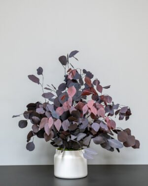 Krukväxter Eucalyptus Populus - Bild 5