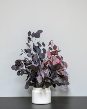 Krukväxter Eucalyptus Populus - Bild 6