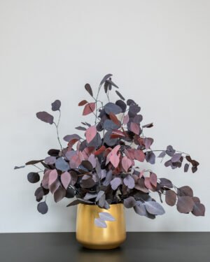 Krukväxter Eucalyptus Populus - Bild 7