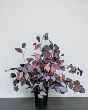 Krukväxter Eucalyptus Populus - Bild 8