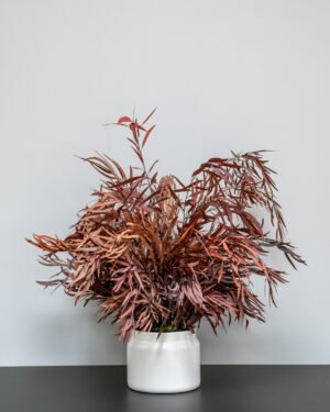 Krukväxter Eucalyptus Nicoli 20 Krukväxter Eucalyptus Nicoli - Bild 9