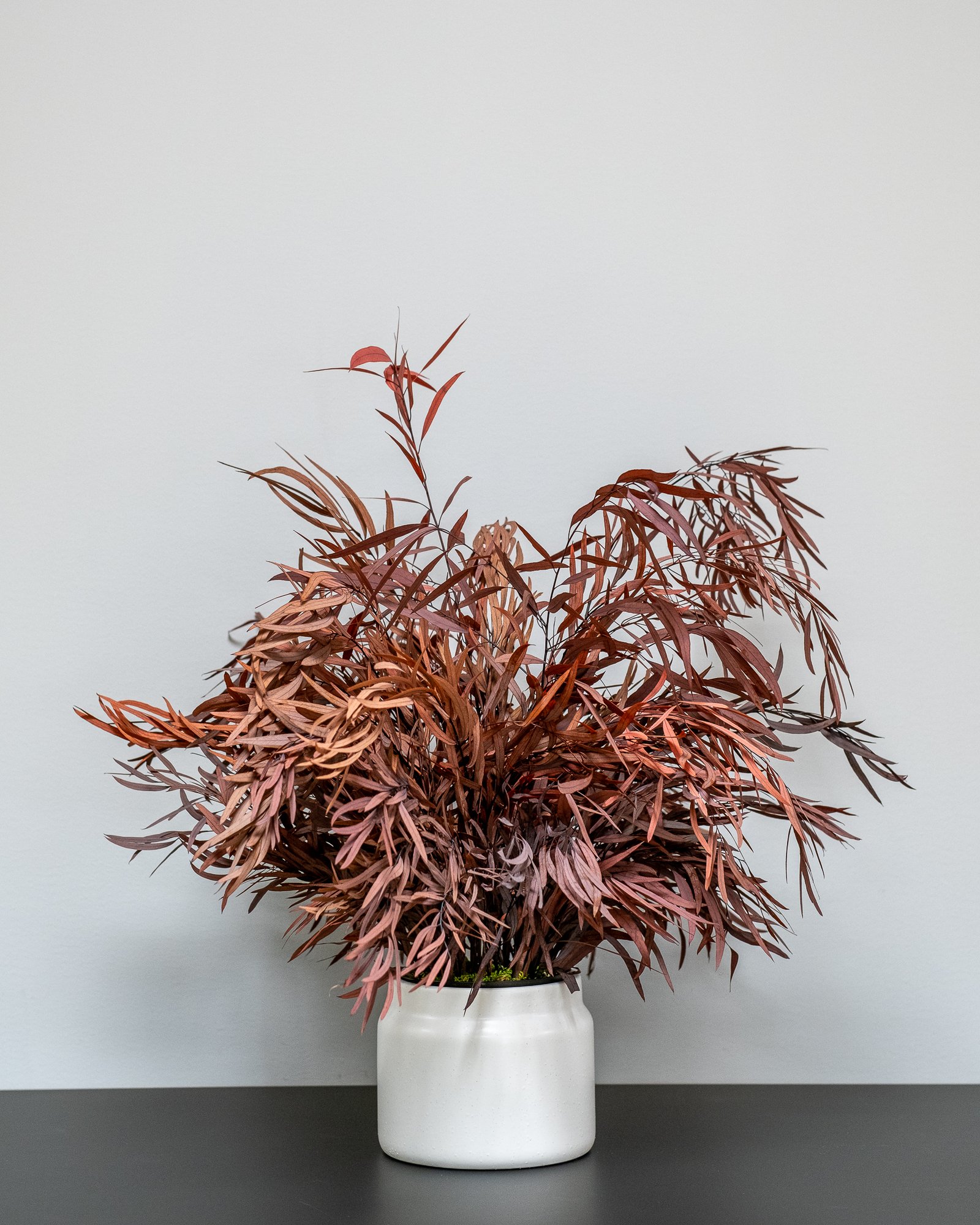 Krukväxter Eucalyptus Nicoli 9 Krukväxter Eucalyptus Nicoli - Bild 9